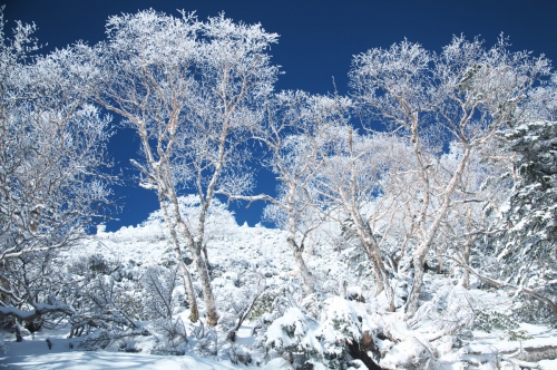 181215　硫黄岳-25　低温で樹氷は溶けてなく合い空とのコントラストが綺麗.jpg